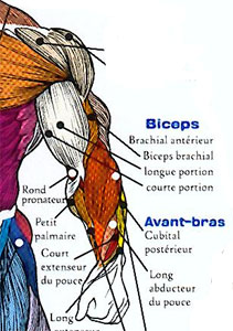 anatomie muscle biceps