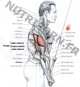 schéma muscle triceps