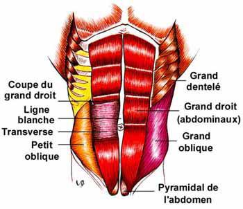 Bien comprendre l'anatomie des abdominaux pour mieux se muscler