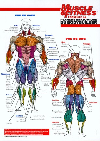 muscle du corps anatomie musculaire